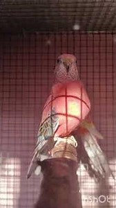 Pink Bourke's parrot