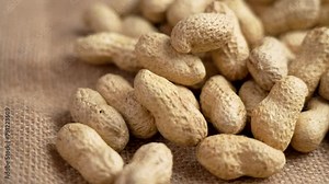 Organic peanuts in shell falling on a rustic rough burlap. Unpeeled roasted groundnuts. Ecological ingredients. Slow motion