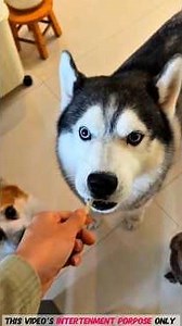 Everyone got a lollipop party. 🐕🍭🍬 #shorts #trending #viral