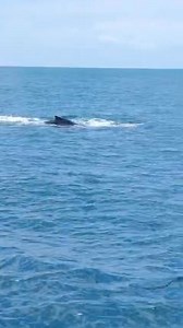 First sighting of Southern Hemisphere Humpback Whale migration in Costa Rica 🇨🇷 | Planet Dolphin