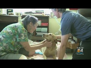 Donate to Help Surfside Hero Get Walking and Working Again, organized by Sophia Barrett