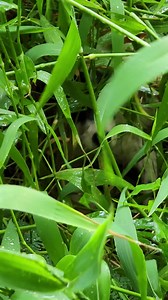 246K views · 16K reactions | Meet Naru. A man was cutting grass near...