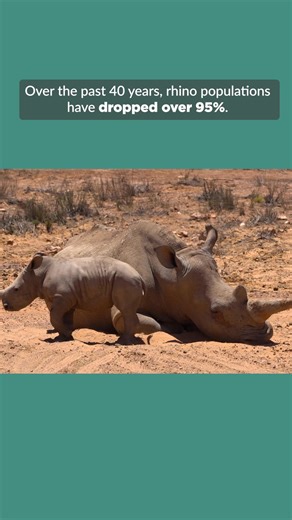 You can help us protect rhinos. With your support, Greater Good Charities can work to halt deforestation, protect critical habitat, and put an end to poaching. Learn more here-->https://bit.ly/4lY6lub | The Animal Rescue Site by GreaterGood