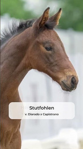Westfälische Online Auktion Fohlen