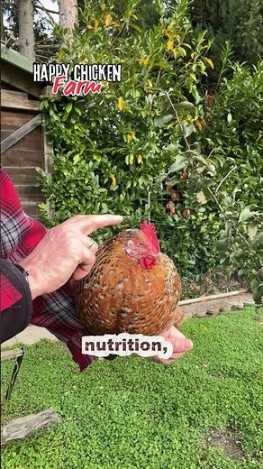 How Many Eggs Can 1 Chicken Lay in a Year 🥚🐔