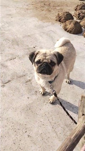 Naon To Baad Masti Dekho 😅❤️ #pug #funny #bathtime #pets #lover #status #shorts #viral