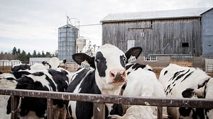 Is Trump right about Canada charging 250% dairy tariffs? | About That