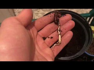 Dattelpalmen 🌴 pikieren und weitere Aussaattipps // Gartenschlau.com