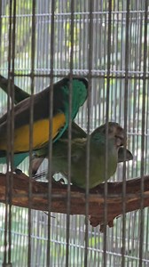 79K views · 751 reactions | The hooded parrot (Psephotellus dissimilis) breeding season is underway !!! Males are feeding the females and the 1st eggs have appeared in the nest boxes. 列讀 | Paradise Aviary | Facebook