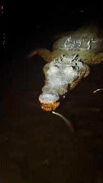 Searching for a 20 foot Burmese python in the Everglades #snake#wildlife#animals#alligator#youtube