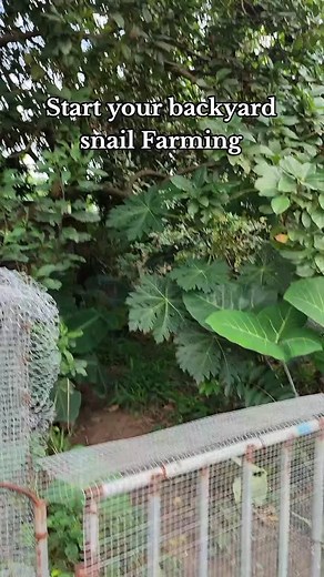 78 reactions · 7 comments | Did you know you can farm snails right in your backyard? Let's see how. Ready? WhatsApp 08078630043 #snailfarming #urbanfarming #smallscale #backyard #agriculture #sustainable #ngsnails | NG Snails | Facebook