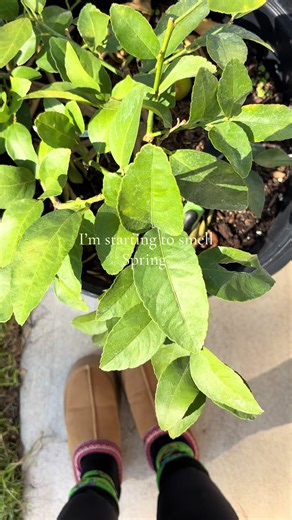 Spring is in the Air: Embrace the Season