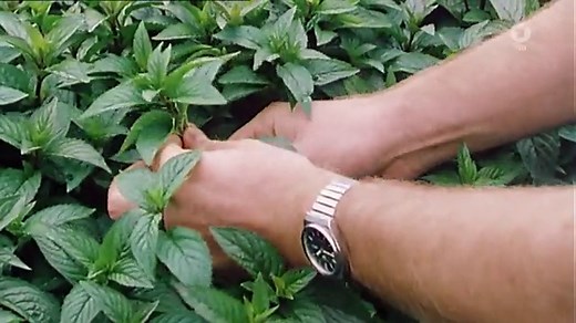 Die Sendung mit der Maus: MausSpezial: Neue Klassiker