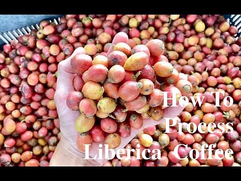 The Making of World Champion Inspiration Liberica Coffee