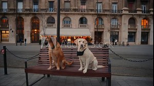 Mixed-breed dog and labrador sitting on a wooden bench on the street. Labrador jumps off the bench, dog friends, tourist dogs exploring the city, Budapest, Hungary, late afternoon in the city, Europe