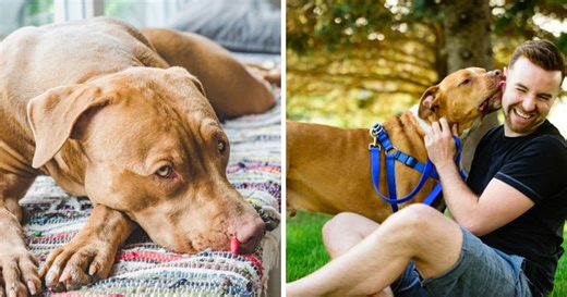 Homeless Pit Bull made his own bed at shelter to impress adopters when no one noticed him – what happened next changed his life
