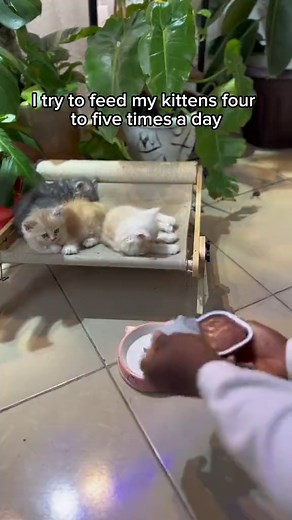 Feeding Your 5 Week Old Kitten: Tips & Tricks