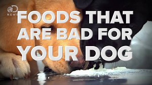 6.5M views · 102K shares | DO NOT feed these things to your furry friend! --- Keep coming back to Discovery News for more videos! | Seeker by The Verge | Facebook