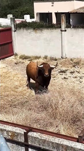 Scary Moment Man Gets Cornered By Bull #shorts #danger