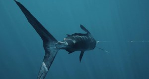 39K views · 691 reactions | Guatemala has a unique conservation...