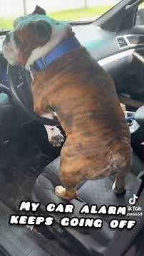 My Car Alarm Keeps Going Off