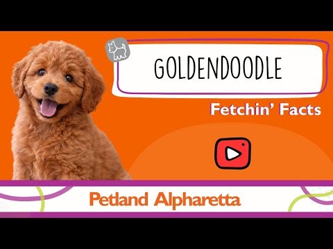 Puppy Alert! Goldendoodles Facts That Will Melt Your Heart