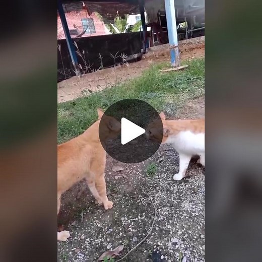 #funny #animals #pet #fyp | Dog Barking