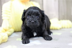 Kesha - Havapoo Puppy 09146B