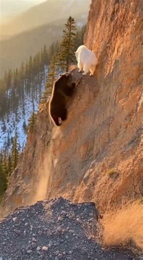Bear’s EPIC Cliff Fall! 😱 #wildlife #naturedocumentary