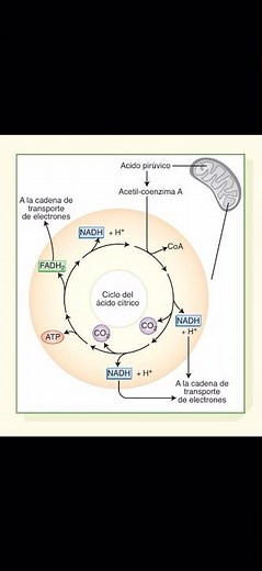 Ciclo de Krebs o Ácido cítrico ATP.