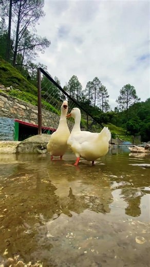 Friendliest Ducks Ever 🦆✨ #travel #india #duck #nature #youtubeshorts #explorepage #growth #vlog