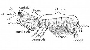 What are the parts of the crustacean body? [2025] | QAQooking.wiki