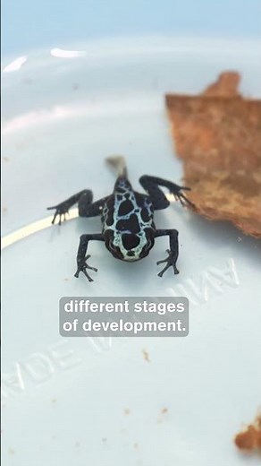 Poison Dart Frogs: Tadpole to Frog Transformation