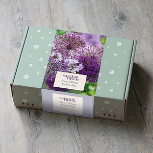 New Allium Collection in a Gift Box (33 bulbs)