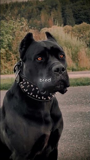 Cane Corsos Mature Much Slower Than Most Dogs?