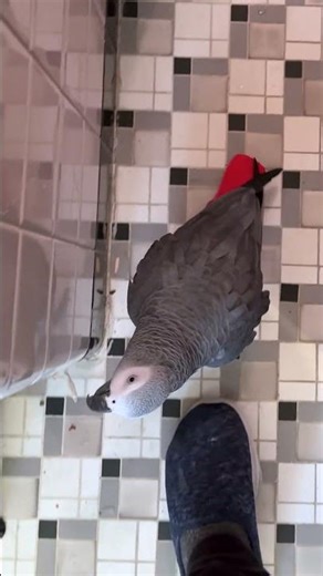 Apollo Learned to Knock 🚪