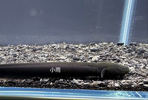 电鳗（Electrophorus electricus）