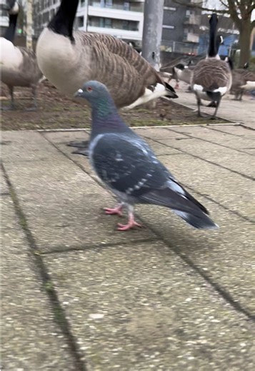 Understanding Pet Pigeons: A Guide for Enthusiasts