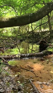 30 reactions | Another small section of the natural spring stream on my land. I started cleaning out from around it today. Lots of ferns! I’m picking out some places by the stream to build benches. Also considering building another cabin down here. I found a great level spot right near the spring. Also came across a yellow jacket nest in the ground. I left them alone. | The Pallet Cabin/Jarhead Preparedness | Facebook
