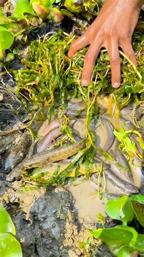 So many catfish😲 #yputubeshorts #shorts #fish #fishing#fishingvideos #trending