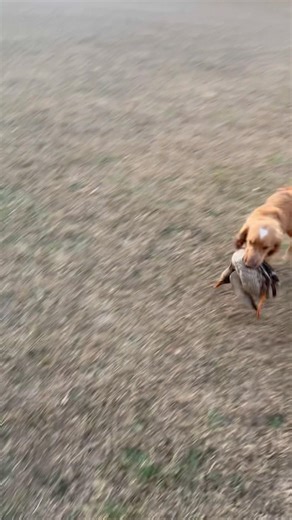 Johnny working on hunt dead style blinds for spaniel hunt test! #gundogtraining #puppy #retreiver