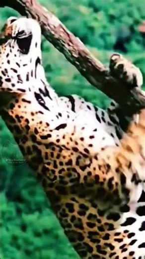 Jaguar Climbs, Sloth Survives! #animals #wildlife #lion #eagle #tiger