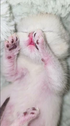 So cute baby kitten is sleeping 😴 #babykitten #kittens #cutekitty #purr