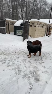 Boerboel Breeders Ohio on Reels