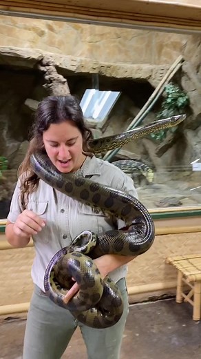Giant Anaconda at the Zoo – Watch it Grow!
