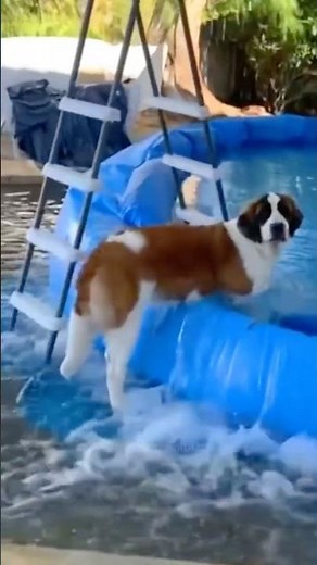 😂 Funniest Dog Fails Compilation 🐶 | Hilarious Pet Moments! #shorts