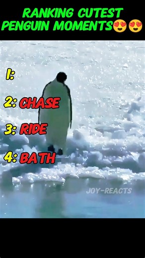 Ranking Cutest Penguin Moments #epicfails #raking #penguin