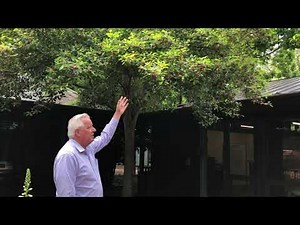 In the Garden with Dave: Savannah Holly