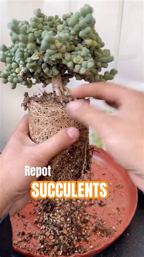 REPOTTING OLD Succulents: How to Handle Root-Bound Plants!
