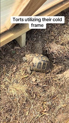 Hermanns tortoises using all their enclosure resources #hermannstortoise